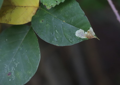 Cameraria guttifinitella