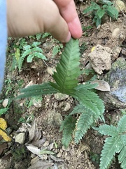 Pteris