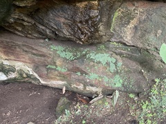 Peperomia rotundifolia