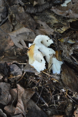 Basidiomycota