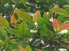 Myrcia
