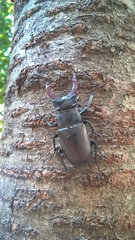 Lucanus cervus