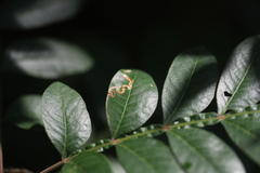 Stigmella intermedia