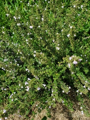 Clinopodium nepeta