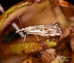 Catoptria falsella