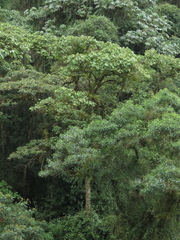 Heliocarpus americanus