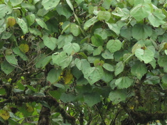 Heliocarpus americanus