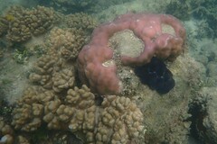 Porites