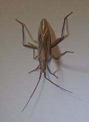 Stenodema trispinosum