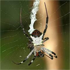Argiope vietnamensis