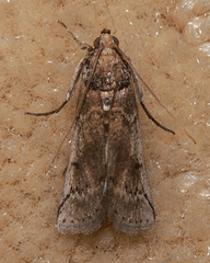 Cactoblastis cactorum
