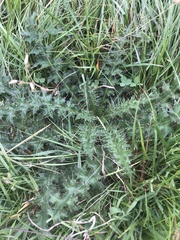 Cirsium palustre