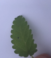 Betonica officinalis