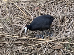 Fulica cristata