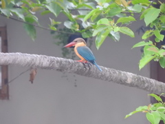 Pelargopsis capensis