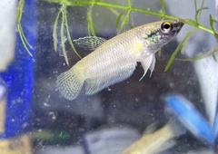 Betta stigmosa