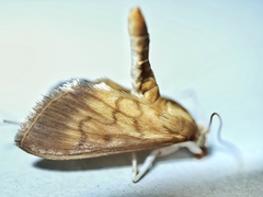 Crypsiptya coclesalis