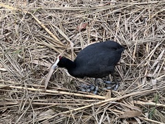 Fulica cristata