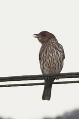 Sphecotheres vieilloti