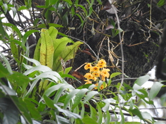 Dendrobium