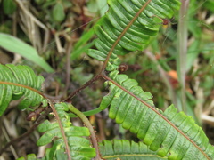 Gleicheniaceae