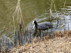 Fulica cristata