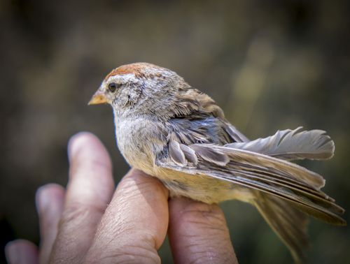 iNaturalist observation photo of Chipping Sparrow