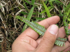 Gleicheniaceae