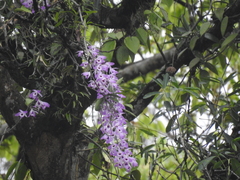 Dendrobium