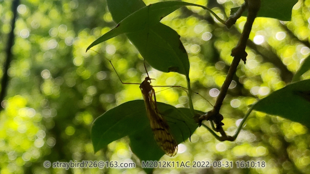 Bittacus planus