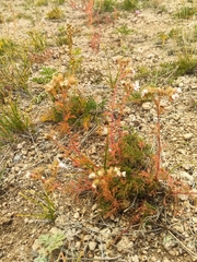 Chamaerhodos grandiflora