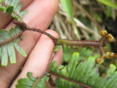 Gleicheniaceae