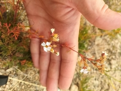 Chamaerhodos grandiflora