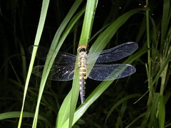Brachydiplax chalybea