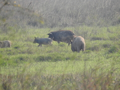 Sus scrofa domesticus