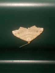 Macaria aemulataria