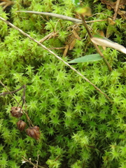 Leptodontium