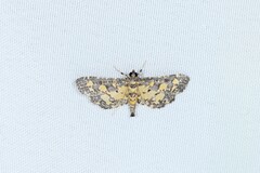 Eurrhyparodes bracteolalis