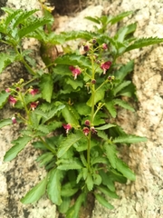 Scrophularia incisa