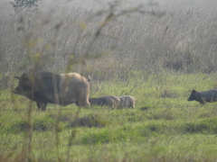 Sus scrofa domesticus