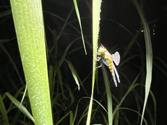 Brachydiplax chalybea
