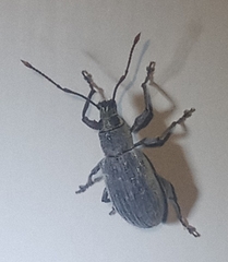 Cyrtepistomus castaneus