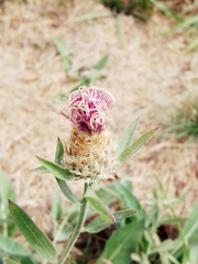 Centaurea nigra