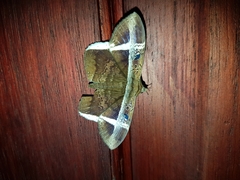 Hemeroblemma mexicana