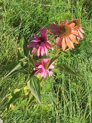 Echinacea purpurea