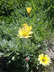 Arctotis stoechadifolia