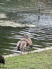 Alopochen aegyptiaca