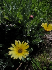 Arctotis stoechadifolia