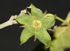 Gonolobus grandiflorus