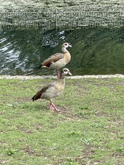 Alopochen aegyptiaca